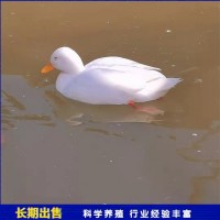 生態(tài)園養(yǎng)殖柯爾鴨 散養(yǎng)成年寵物小叫鴨 飼養(yǎng)簡單